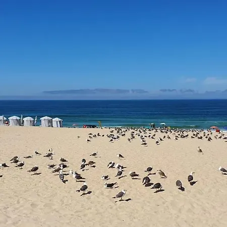 Big Fish 1 - Charming * Praia de Mira